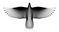 A Bird in Flight, por Hamid Naderi Yeganeh, 2016, construído cunha familia de curvas matemáticas