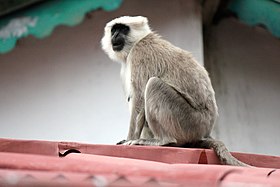 A Monkey sitting on roof in Uttarakhand, India.jpg