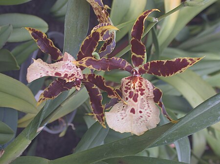 Tập_tin:A_and_B_Larsen_orchids_-_Dgmra_Flying_High_Stars_n_Bars_DSCN0682.JPG