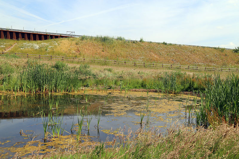 File:A pond below the M11 embankment at Woodland Trust wood Theydon Bois Essex England.JPG