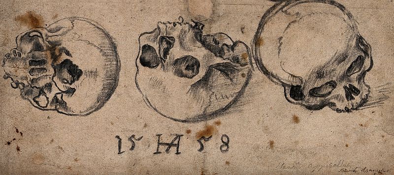 File:A skull; three views. Pencil drawing by Heinrich Appenzeller Wellcome V0042066.jpg