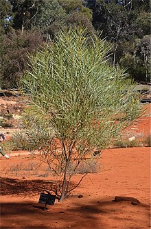 Habit in the Australian National Botanic Gardens Acacia ammobia habit.jpg