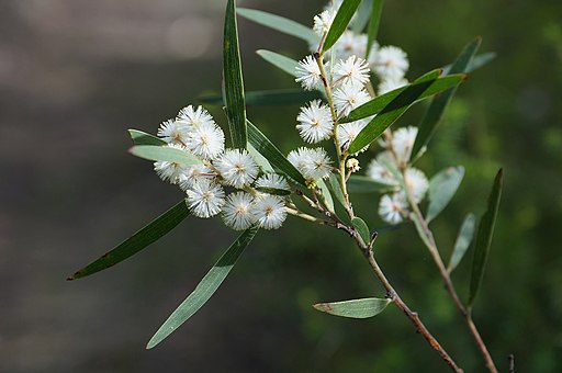 Acacia baeuerlenii - Winter flowering - Flickr - Tatters ❀ (1)