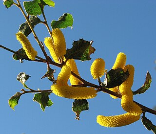 <i>Acacia denticulosa</i> Species of legume