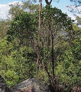 <i>Acacia flavescens</i>