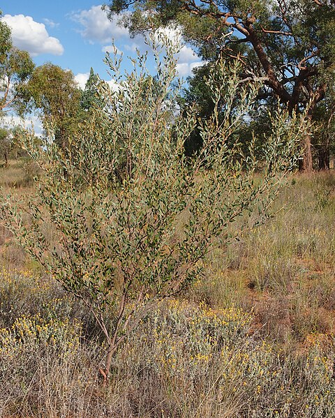 File:Acacia stipuligera.jpg