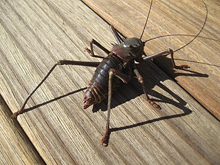 <i>Acanthoplus longipes</i> Species of cricket-like animal