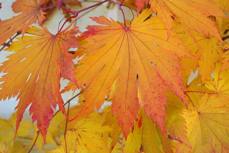 File:Acer japonicum 'O isami'.JPG