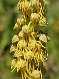 Miniatura Orchis anthropophora