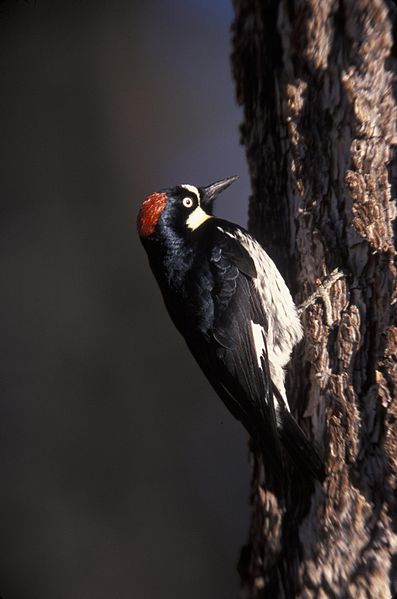 File:Acorn Woodpecker FWS 3.jpg