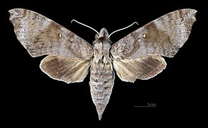 Acosmeryx miskini MHNT CUT 2010 0 139 Wau New Guinea female dorsal.jpg