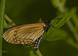 <i>Acraea issoria</i> species of insect