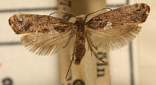 Acrolepiidae Family of moths