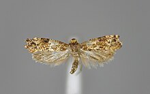 Acrolepia fallitella E-MK-11482a.jpg