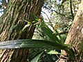 Brassia chlorops