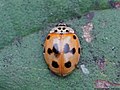 Adalia decempunctata (Linnaeus, 1758)