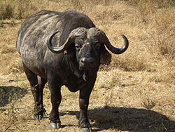 Tanzanya'da Afrika Buffalo Syncerus kafesi 3601 Nevit.jpg