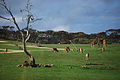 The african plains enclosure with giraffe in the background. Monarto Zoo, South Australia