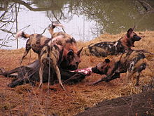 African wild dog pack consuming a blue wildebeest in Madikwe Game Reserve, South Africa African wild dog3.jpg