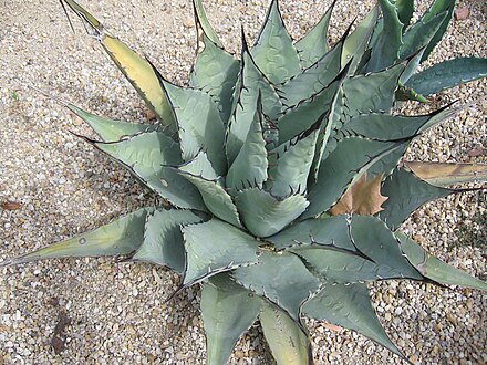 Agave funkiana var. 'poselgeri'