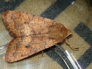 <i>Agrochola circellaris</i> Species of moth