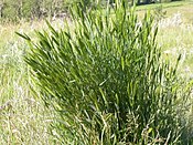 Agropyron cristatum (3822209034).jpg