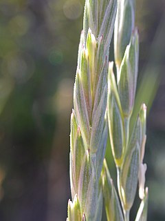 <i>Elymus lanceolatus</i> Species of grass