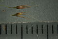 Agrostis avenacea spikelet12 (8684399831).jpg