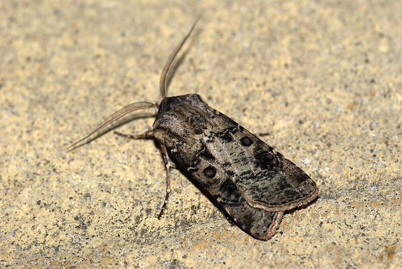 File:Agrotis clavis (3587582547).jpg