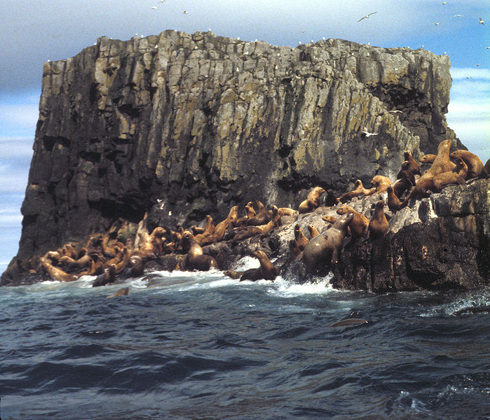 Datei:Aiugunak Pinnacles Steller Sea lions.jpg