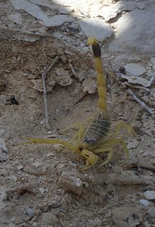 <i>Leiurus abdullahbayrami</i> Species of scorpion