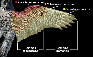 Falco Peregrinus: Descripción, Taxonomía y sistemática, Ecología y comportamiento