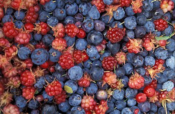 English: Alaska wild berries from the Innoko N...