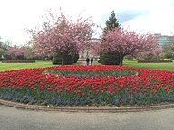 Alexandra Gardens, Cathays Park. Cardiffgeograph-4928102-by-Alan-Hughes.jpg