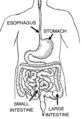 Alimentary Canal (PSF).png