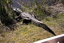 Alligator2.jpg