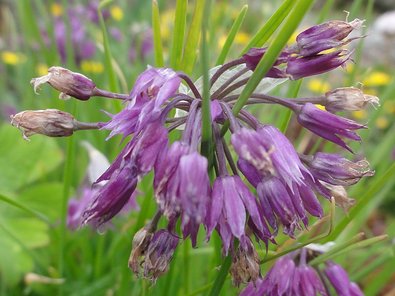 File:Allium cyathophorum farreri 2 (cropped).JPG