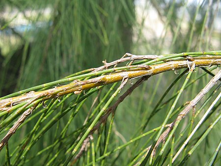 Tập_tin:Allocasuarina_verticillata3.jpg