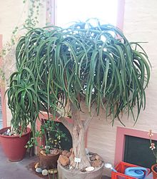 Aloe tongaensis - RSA.jpg