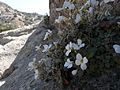 Alpine Rock-cress (7169398549).jpg