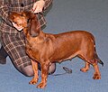 Alpine Dachsbracke, deer red