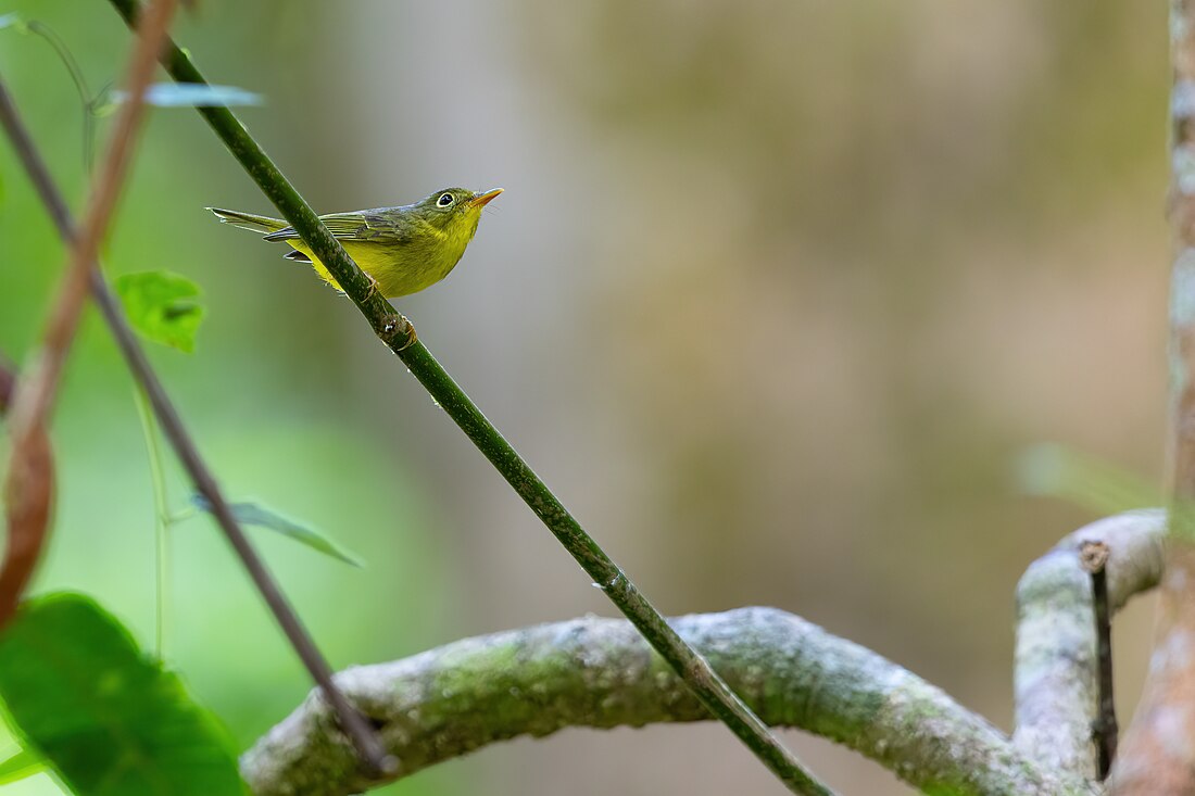 Alström's warbler