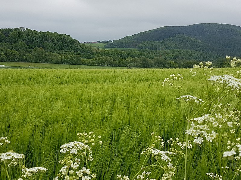 File:Am Hohen Meißner in Nordhessen.jpg