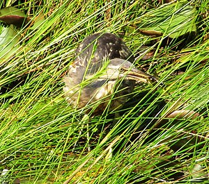 Bittern