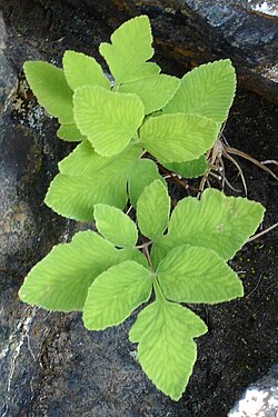 American Royal Fern (Osmunda regalis var. spectabilis)