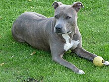 An american hot sale staffordshire terrier