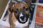 Miniatuur voor Bestand:American Staffordshire Terrier puppy.png