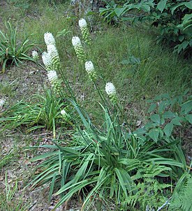 Общий вид растения, национальный парк Грейт-Смоки-Маунтинс