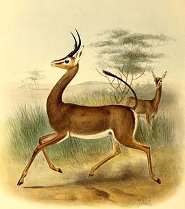 Ammodorcas clarkei The book of antelopes (1894).jpg