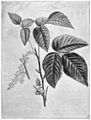 Rhus toxicodendron